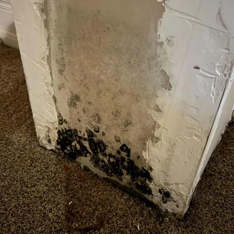 Professional Mold Removal in Mount Pleasant, MI